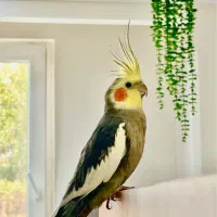 ۲عدد عروس هلندی بامزه و دستی