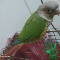 فقط جفت گیری|پرنده|رشت, شهرک صبا|دیوار