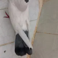 کبوتر|پرنده|مشهد, مشکینی (شهرک غرب)|دیوار