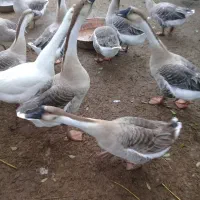 قو قاز و بوقلمون نر