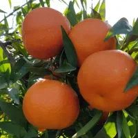 فروش یافا و پچ|خوردنی و آشامیدنی|ساری, |دیوار