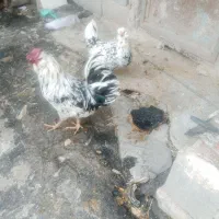 تخم مرغ لاری و گلین