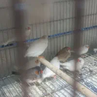 فنچ