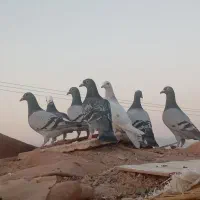 کبوتر