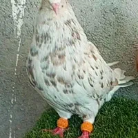 کبوتر دم سفید