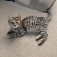 بچه گربه|گربه|کرج, خلج آباد|دیوار