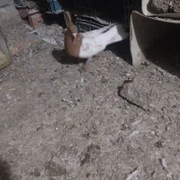 کبوتر جفت کله زرد ۱۱۰۰|پرنده|ایلخچی, |دیوار