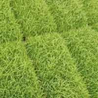 نشا علی کاظمی.15 عدد قالب