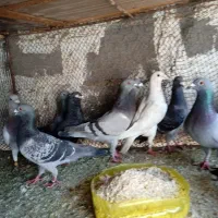 کبوتر پلاکی خوب همه باهم دونه 150