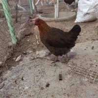 مرغ و خروس|حیوانات مزرعه|هشتگرد, تهران دشت|دیوار