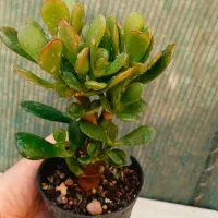 گل اپارتمانی|گل و گیاه طبیعی|زابل, |دیوار