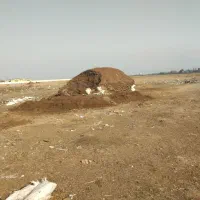 کود‌حیوانی‌گاوی