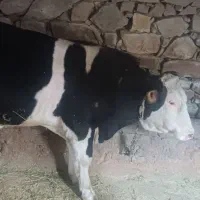 فروش گاو|حیوانات مزرعه|جلفا, |دیوار