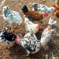 مرغ ، خروس بوقلمون ، غاز