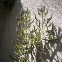 گیاه بالغ آلوئه ورا و اشک تمساح