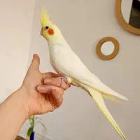 عروس هلندی تازه دونه خور لوتینو و عروسک فول رام|پرنده|شیراز, شهرک امام حسن|دیوار