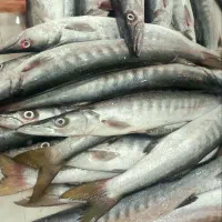 فروشگاه ماهی و میگوی ناخدا علی