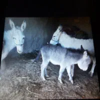 فروش شیرالاغ قرچک باقرآباد قشلاق دوم