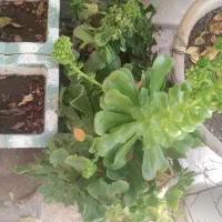 تعدادی گلدان بصورت یکجا