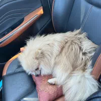 سگ پامرین جهت کشش و واگذاری