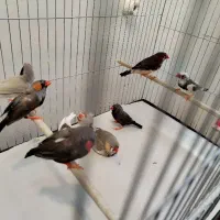 فروش فنچ های نر بالغ نژاددار یکجا