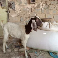 بز پاکستانی|حیوانات مزرعه|حمیدیا, |دیوار