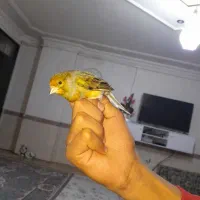 قناری نر مست