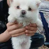 پامرمینیاتوری سایز ریز