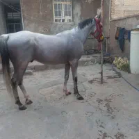 نریون دوسر مدارک دار