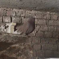 کبوتر کفتر|پرنده|زرند, |دیوار