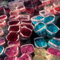 پخش گل شاخه بریده