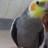 پرنده|پرنده|قره ضیاالدین, |دیوار