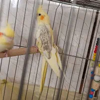 عروس هلندی لوتینو(دوکت)