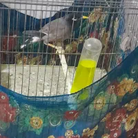 مرغ مینا نر چشم ستاره ای|پرنده|ایلام, |دیوار