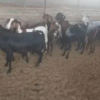 بز و گیسه|حیوانات مزرعه|کشکوئیه, |دیوار