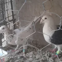 کبوتر|پرنده|زاهدان, |دیوار