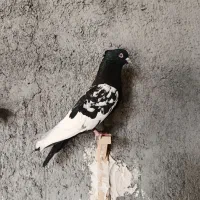 کفتر سینه کله سار کاکلی جفتگاه عتیقه