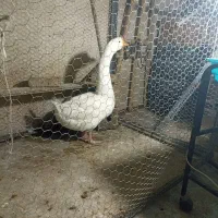 قوقاز اکراینی اصل منگولی