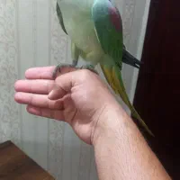 اسکندر بزرگ شاه طوطی فول رام دستی سخنگو|پرنده|تهران, سلسبیل جنوبی|دیوار