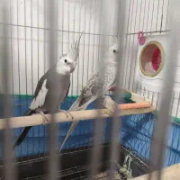 فروش عروس هلندی|پرنده|سنندج, |دیوار