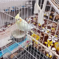 یک عروس هلندی