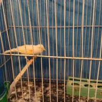 سهره و قناری نر و ماده|پرنده|ملایر, |دیوار