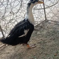 اردک