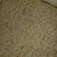 لوبیا سفید و قرمز|خوردنی و آشامیدنی|نوبران, |دیوار