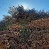 بذر جارو شهرداری