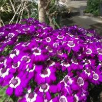 واحد آپارتمان فاز هفت