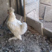 مرغ و خروس لهستانی