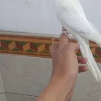 عروس هلندی دستی سخن گو|پرنده|رفسنجان, |دیوار