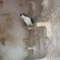 نر شیرازی سیاه