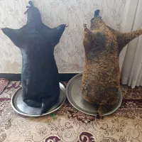 دو عدد هیزه سالم|صنایع دستی و سایر لوازم تزئینی|کوهدشت, |دیوار